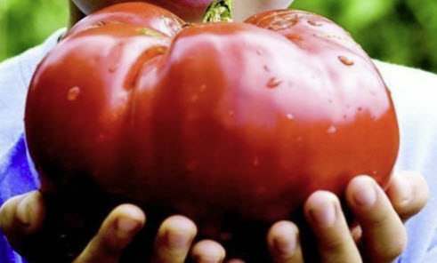 มะเขือเทศยักษ์ (Tomato Monster) / 50 เม็ด (Croatia)*