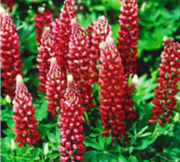 ลูพิน สีแดง (Red Lupine) / ซอง 15 เม็ด (A240)