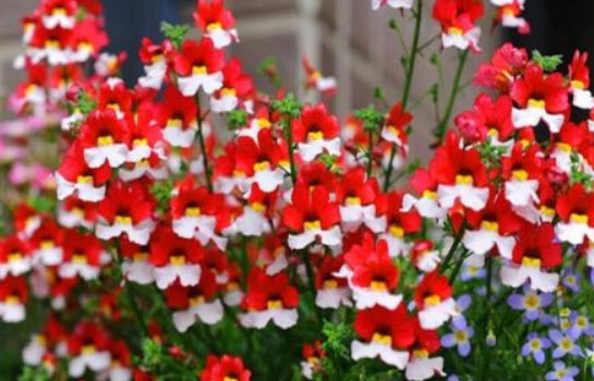 เนมีเซีย แดนิช แฟล็ก (Nemesia Danish Flag) / 1,000 เม็ด (UK)