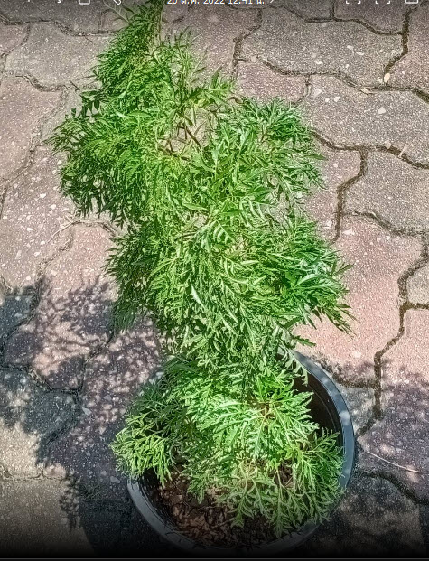 ต้นเล็บครุฑทอดมัน หรือครุฑตรี กระถาง 8 นิ้ว สูง 30-50 ซ.ม. / ต้น