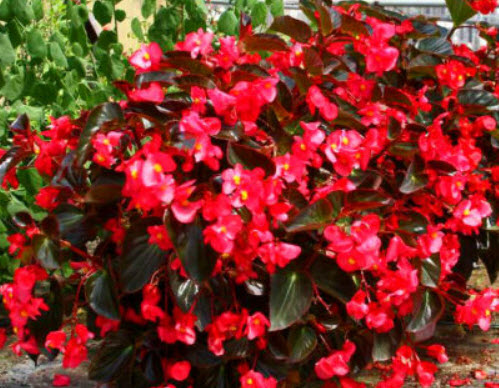 บิโกเนียใบมัน (Wax Begonia) สีแดง / 1,000 เม็ด (UK)