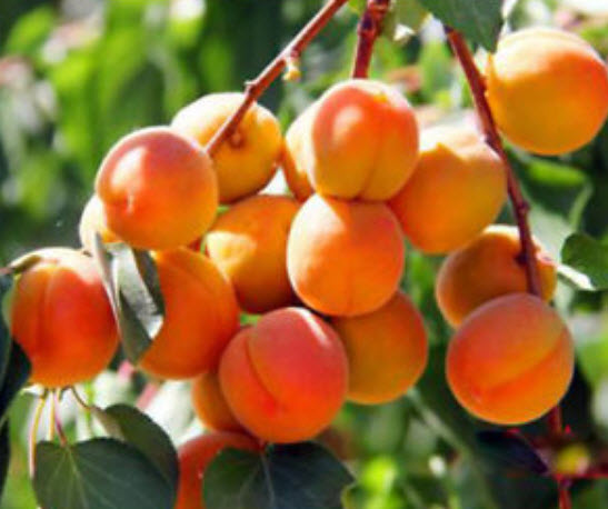 แอพปริคอท (Apricot) / 10 เม็ด