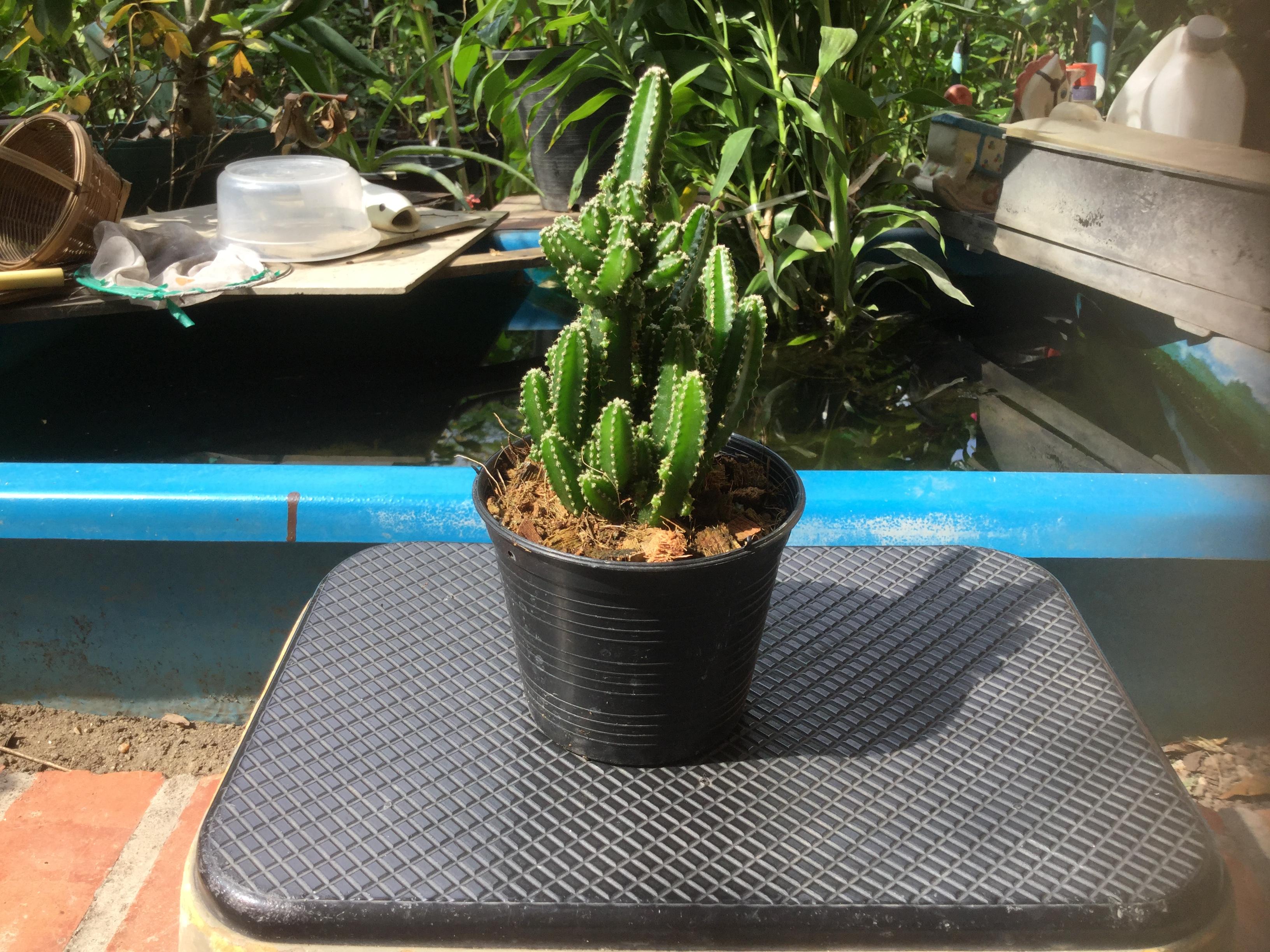 แคคตัส ปราสาทนางฟ้า หรือหอคอยนางฟ้า (Cereus peruvianus) / 10 เม็ด