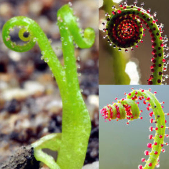 สนน้ำค้างโปรตุเกส (Drosophyllum) คละ / 50 เม็ด