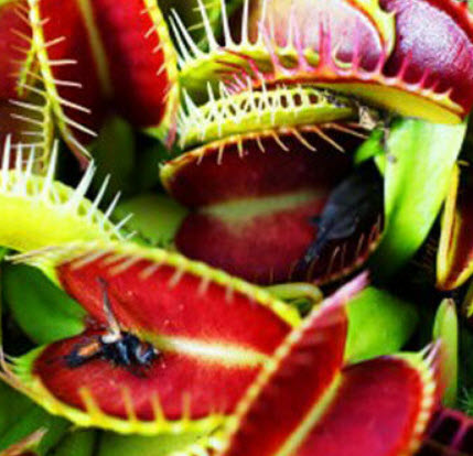 กาบหอยแครง (Venus Flytrap) / 10 เม็ด (UK)
