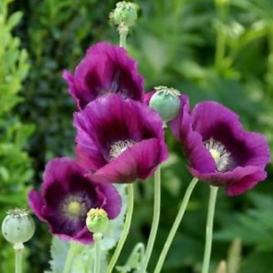 ป๊อบปี้ หิมาลายัน (Poppy Himalayan) สีม่วง / 10 เม็ด (USA)