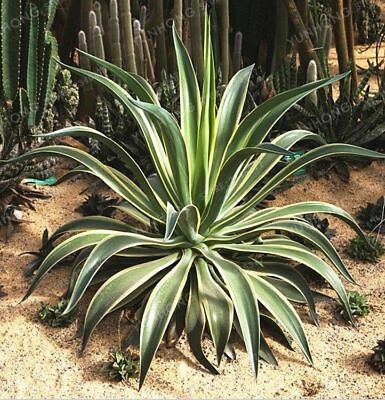 อะกาเว่ อเมริกานา (Agave Americana) คละ / 50 เม็ด