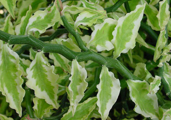 ต้นแสยกใบด่าง สูง 20-30 ซ.ม. / ต้น