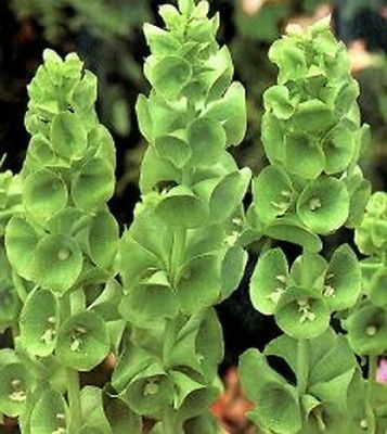 เบลส์ ออฟ ไอร์แลนด์ (Bells of Ireland) / 100 เม็ด (Serbia)