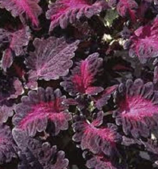 ฤาษีผสม แบล๊ค ดราก้อน (Black Dragon Coleus) / 25 เม็ด (USA)*