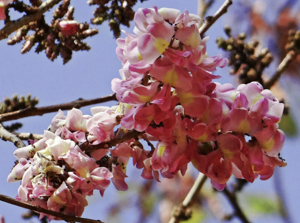 กาฬพฤกษ์ หรือกาลพฤกษ์ (Pink Shower Tree) / 25 เม็ด (P2S)