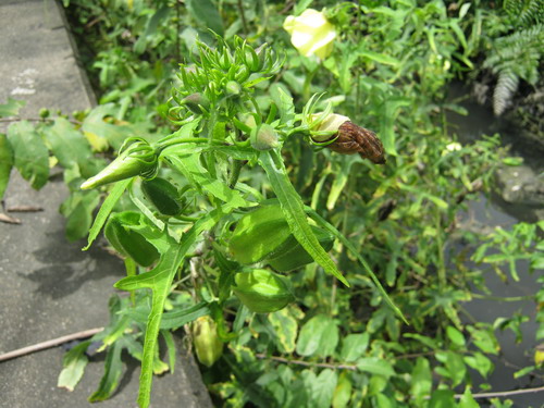 กระเจี๊ยบผี / 20 เม็ด