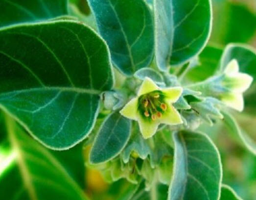 โสมอินเดีย (Indian Ginseng / Ashwagandha) / 50 เม็ด (France)*