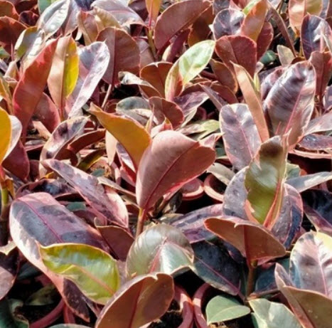 ต้นยางอินเดีย ใบด่างแดง/ชมพู สูง 30-50 ซ.ม. / ต้น