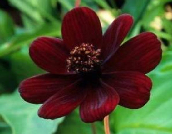 ดาวกระจายช็อคโกแลต (Chocolate Cosmos) / 200 เม็ด (นอก)