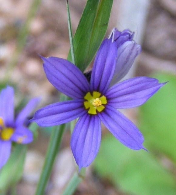 หญ้าบลูอาย (Blue-eyed grass) / 50 เม็ด (USA)*