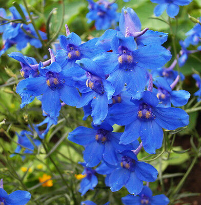 เดลฟินเนียม สีฟ้า (Delphinium Blue Butterfly) / 150 เม็ด (Australia)