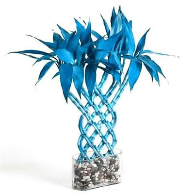 ไผ่บอนไซ (Bamboo bonsai) สีฟ้า / 40 เม็ด (China)