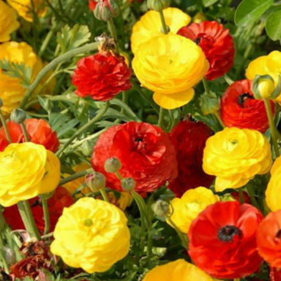 รานังคูลัส หรือบัทเตอร์คัพ (Ranunculus / Buttercup) คละ / 50 เม็ด