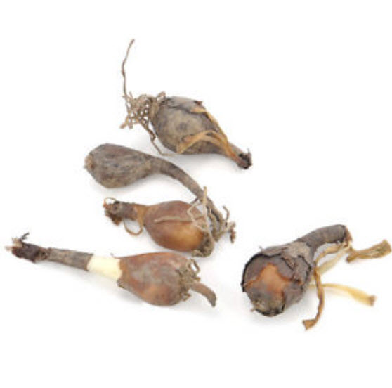 หัวว่านลิลี่แมงมุม (Spider Lily) สีดำ / 3 หัว (นอก)