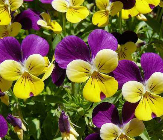 ไวโอลา หรือหน้าแมวจิ๋ว (Viola) คละ / 200 เม็ด (Portugal)