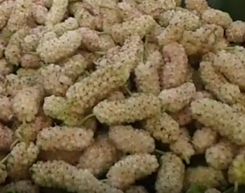 ต้นหม่อน (Mulberry) ขาวออสเตรเลีย สูง 40-60 ซ.ม. / ต้น