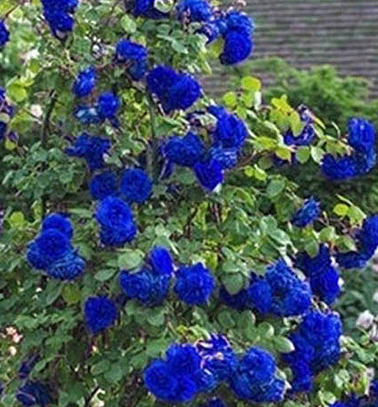 กุหลาบเลื้อย สีน้ำเงิน / 100 เม็ด (อ่านก่อนสั่งซื้อนะคะ...มีเงื่อนไข)