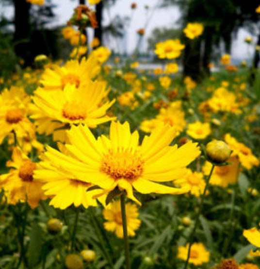 ดอกไม้ไหว (Coreopsis) ซ้อน ดอกใหญ่ คละ / ซอง 50 เม็ด (A187)