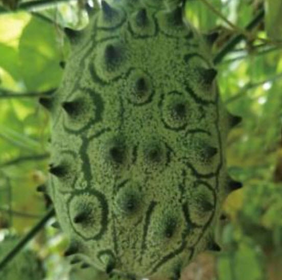 แตงหนาม/คิวาโน (Kiwano) / 10 เม็ด (UK)