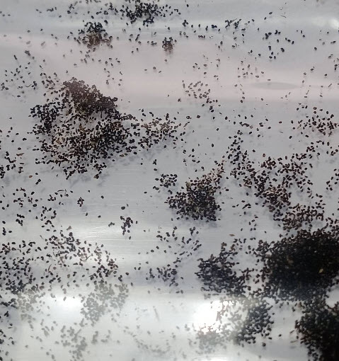 ผักแขยง ผักแขยงนา กะแยงแดง กะแยง กะออม ผักพา / 800 เม็ด *