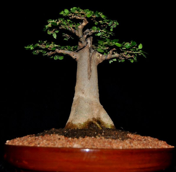 เบาบับ บอนไซ (Baobab bonsai) / 10 เม็ด (นอก)