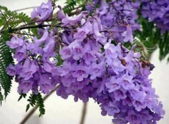 ศรีตรัง (Jacaranda mimosifolia) สีม่วง / 5 เม็ด (Brazil)