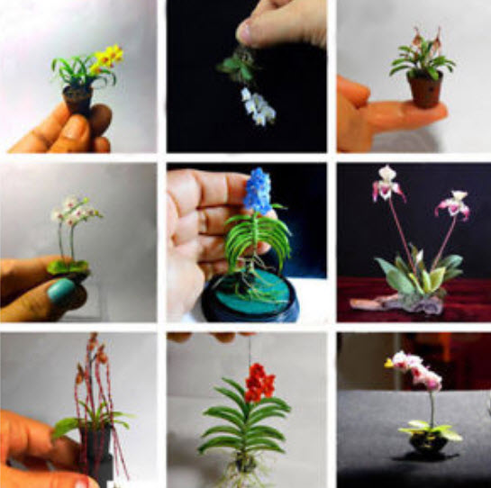 กล้วยไม้แคระ (Orchid bonsai) คละ / 100 เม็ด