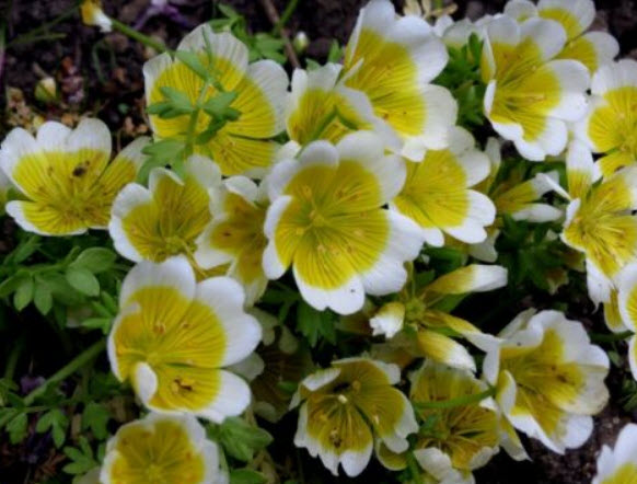 ดอกไข่ดาว (Poached Egg Plant) / 50 เม็ด (Australia)