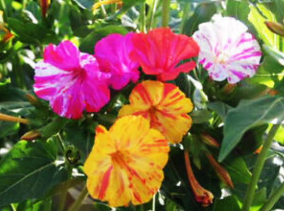 บานเย็น (Mirabilis Jalapa) สีด่าง คละ / ซอง 20 เม็ด (A251)