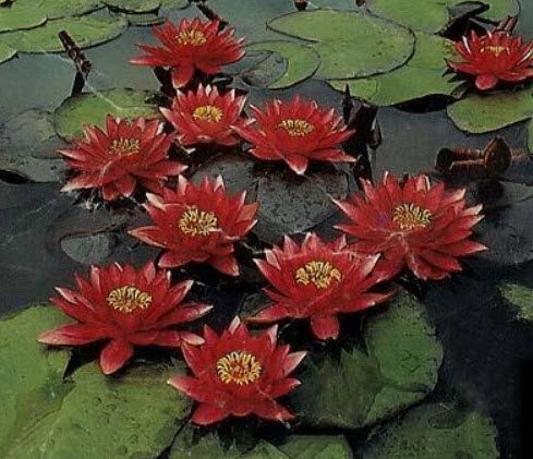 บัวอัลบิด้า สีแดง / 100 เม็ด