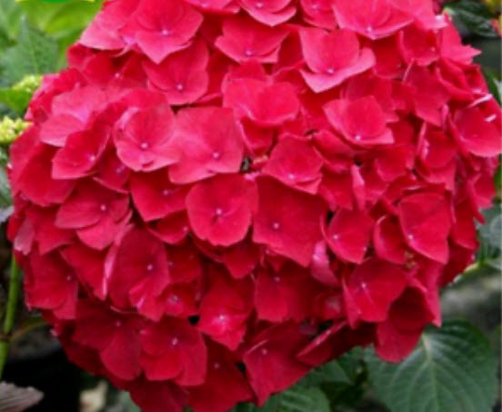 ไฮเดรนเยีย (Hydrangea) สีแดง / 25 เม็ด
