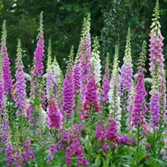 ดิจิทาลิส (Digitalis / Foxglove) คละ / 10,000 เม็ด