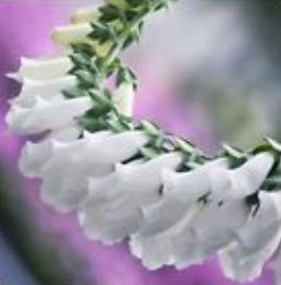 ดิจิทาลิส (Digitalis) สีขาว / ซอง 50 เม็ด (A286)
