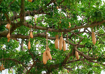 ต้นไส้กรอก หรือหางแกละ (Sausage tree / Kigelia pinnata) / 5 เม็ด (Hungary)