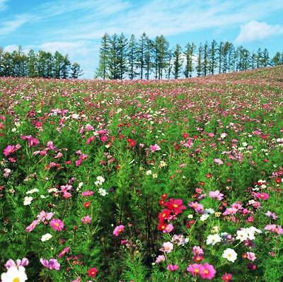 ดอกไม้ป่า คละ โตเร็ว สูง 30-50 ซ.ม. / ซอง 200 เม็ด (K008)