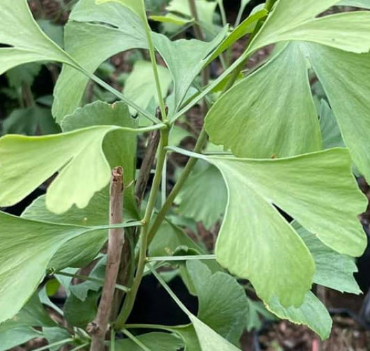 ต้น แปะก๊วย Ginkgo อายุต้น 3 ปี+ สูง 80-100 ซ.ม. ต้นสูง ไม่ต้องรอนาน