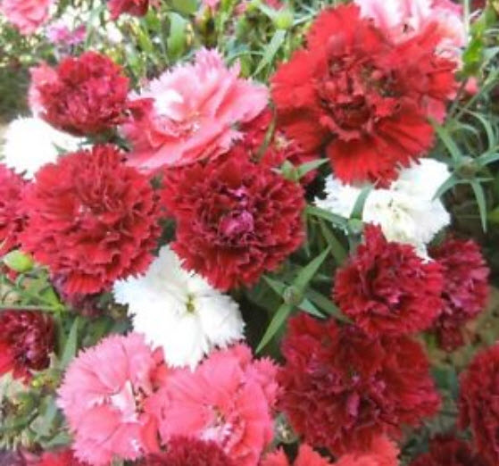คาเนชั่น (Carnation) คละ / 0.3 กรัม (Ukraine)
