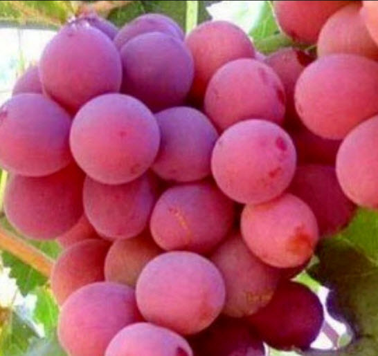 องุ่น สีชมพู ลูกใหญ่ (Giant Pink Grapes) / 10 เม็ด