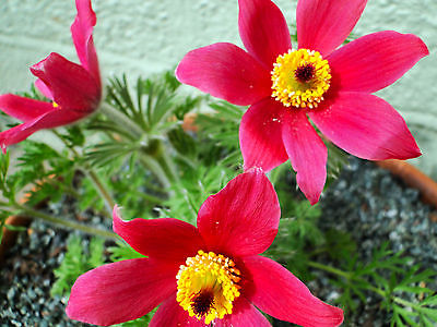 พาสคิว ฟลาวเวอร์ แดง (Pasque flower Red) / 70 เม็ด (UK)