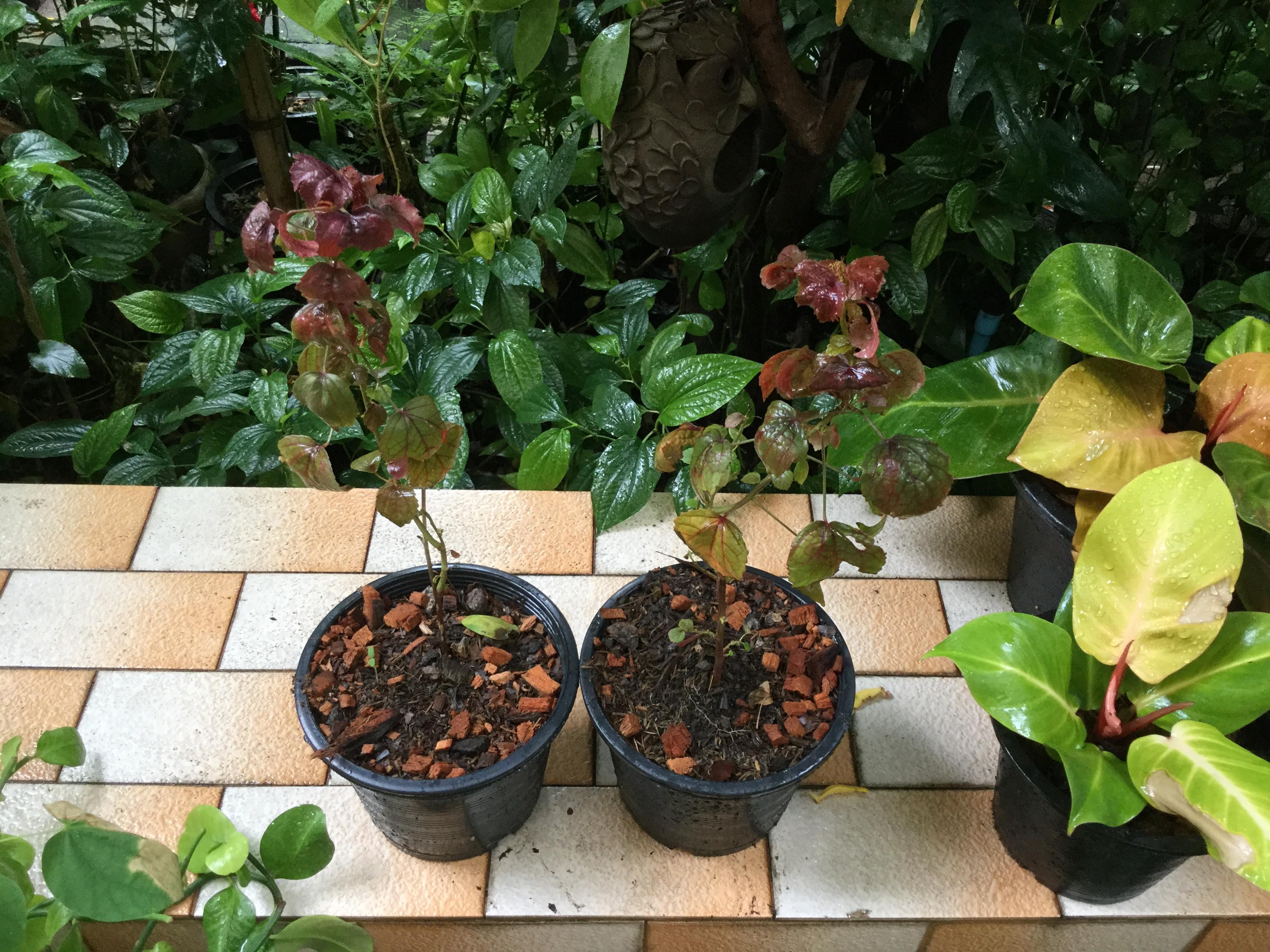 ต้นชบาเมเปิ้ล กระถาง สูง 40-50 ซม. / ต้น