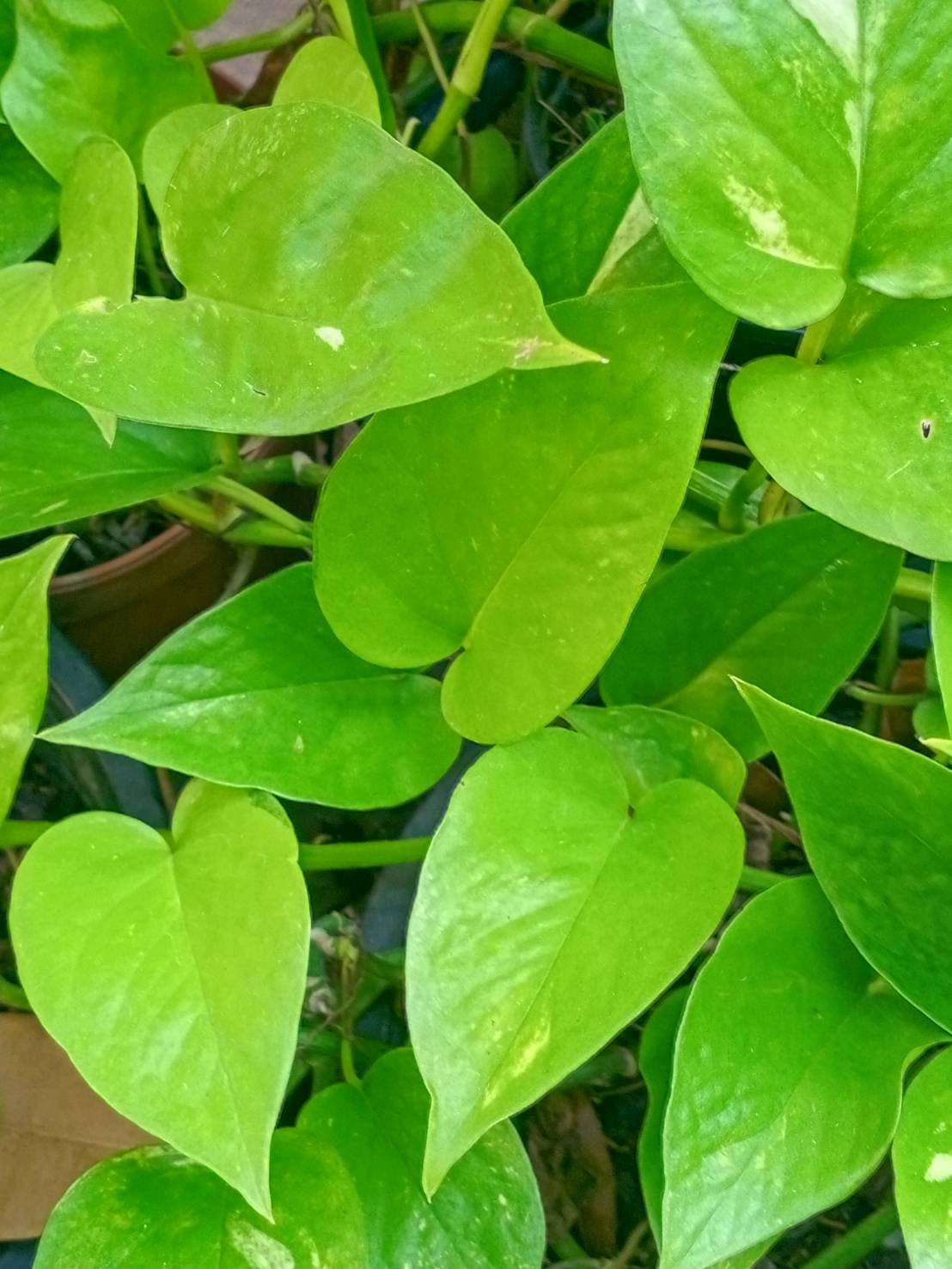 ต้นพลูด่างใบเขียว กระถาง 4 นิ้ว