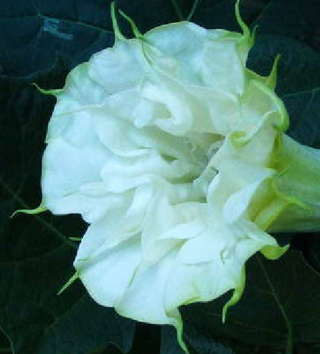 ลำโพงขาว (White Datura) / 15 เม็ด (P2S)