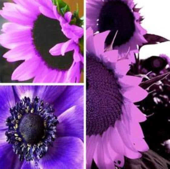 ทานตะวัน คละโทนสีม่วง / 50 เม็ด (นอก)