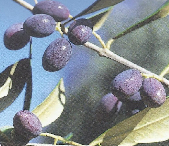 ต้นมะกอกโอลีฟ สายพันธุ์ พิสซิออตตาน่า (Pisciottana olive) อิตาลี สูง 100-120 ซ.ม.